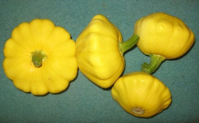 PRE ORDER 3 Live 3 - 6" Seedlings Yellow Bush Summer Squash Patty Pan Scallops Golden Custard