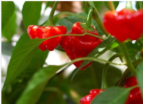 Pre-Order 6 8"-12" Carolina Reaper Plants