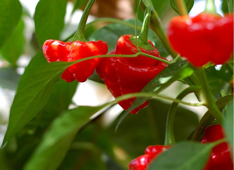 25 seeds Red Scotch Bonnet Jamaican red chili pepper smoky flavor Nuclear HOT