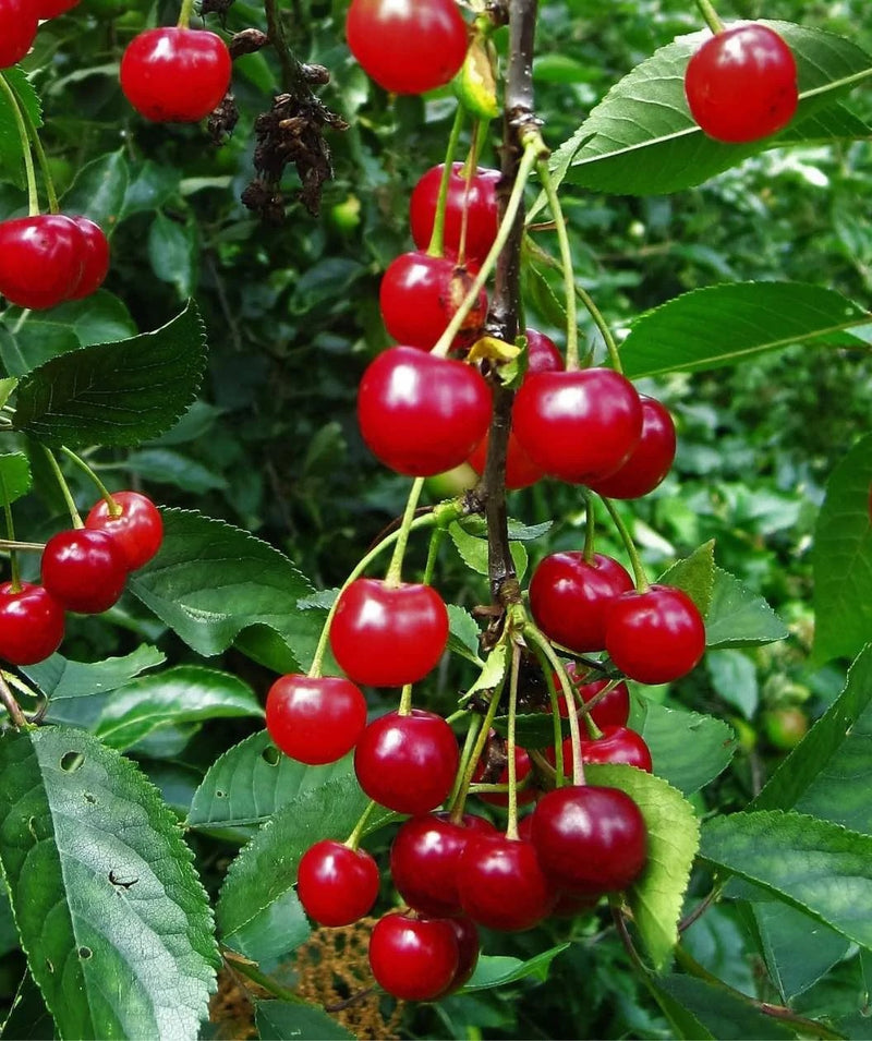Montmorency Sour Cherry Tree 10 Seeds Tart Fruit NON-GMO Fresh Harvest