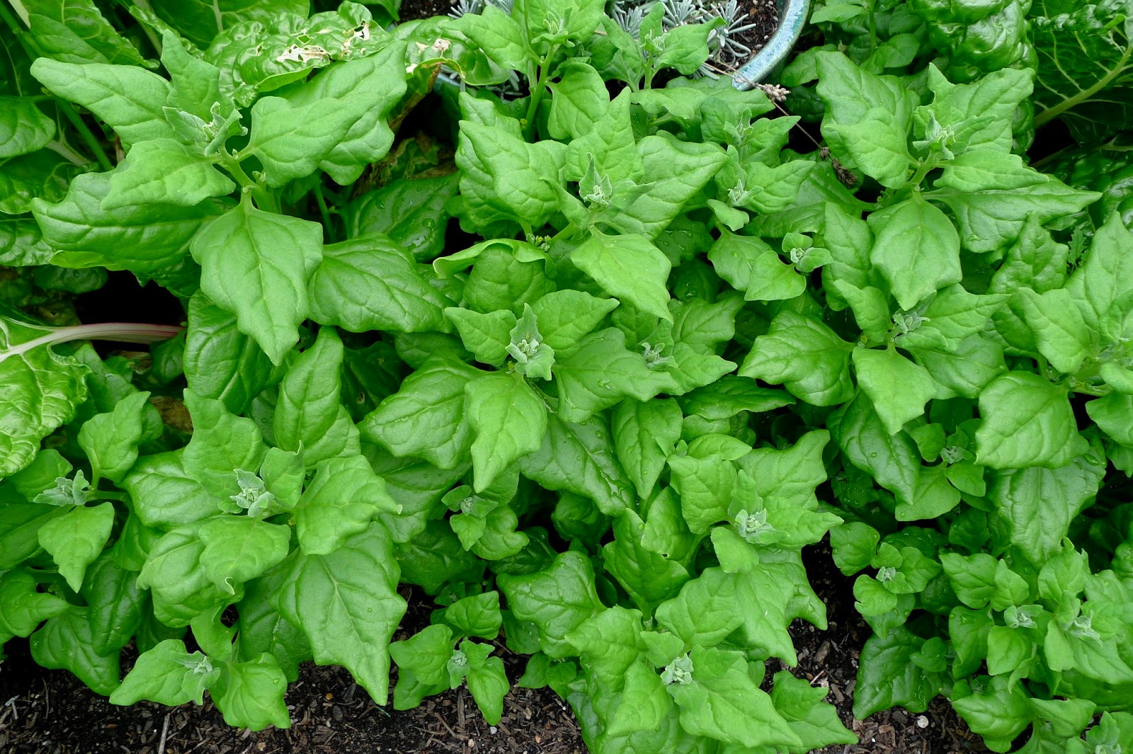 3 (6) Live 3 - 5" inch Seedlings New Zealand Spinach Tetragonia Heat tolerant