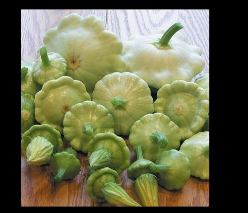 PRE ORDER 3 Live 3 - 6" Seedlings Bennings Green Tint Summer Squash Patty Pan Scallops