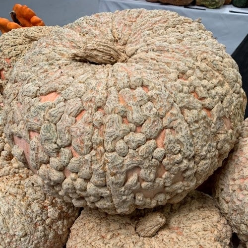 Galeux D' Eysines 10 Seeds Winter Squash French Peanut Pumpkin Butternut Unique