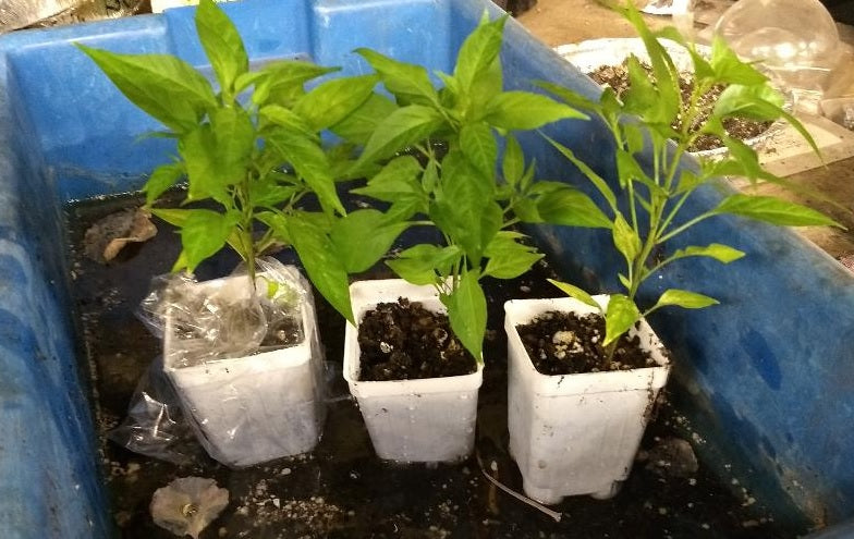 PRE ORDER 3 Live 3 - 6" inch Seedlings Thai Red Hot Chili Pepper Asian Cuisine Bangkok