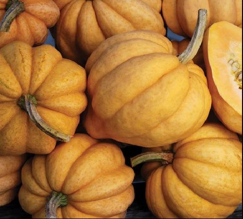 Thelma Sanders Acorn Winter Squash Heirloom 10 Seeds fresh Rare