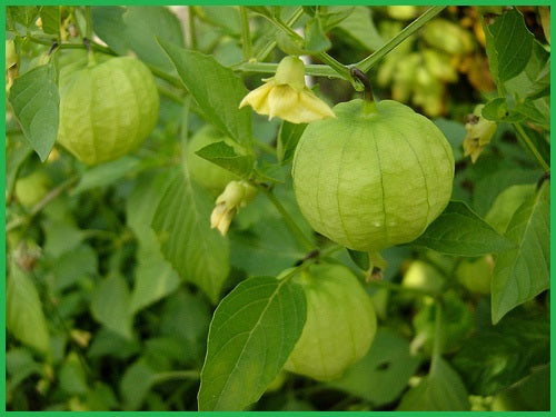 PRE ORDER 3 Live 4 – 7 inch Seedlings Toma Verde Tomatillo Fresh Green Husk Salsa