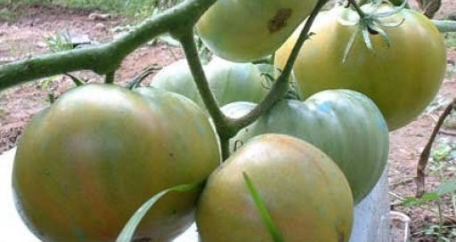 Aunt Ruby's German Green Tomato 30 - 2000 Seeds Rare Largest beefsteak  1+ LB!