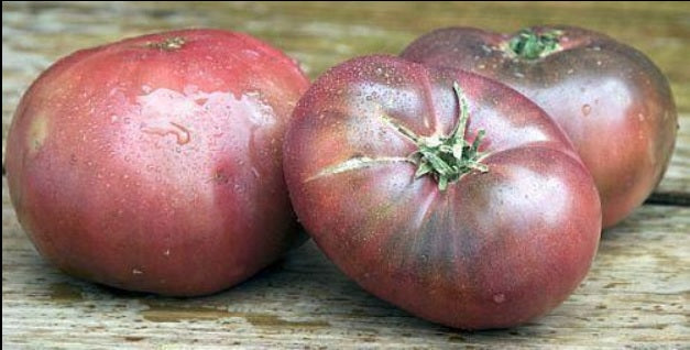 100 Cherokee Purple Tomato Seeds Rare Beautiful Heirloom black DELICIOUS Large