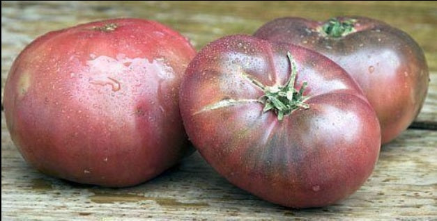 30 Cherokee Purple Tomato Seeds Rare Beautiful Heirloom black DELICIOUS Prolific