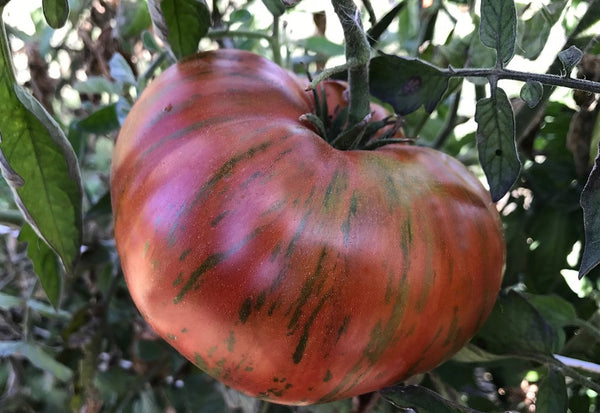 Chocolate Stripes Tomato 30 - 500 Seeds Heirloom Rare colorful beefsteak slicing