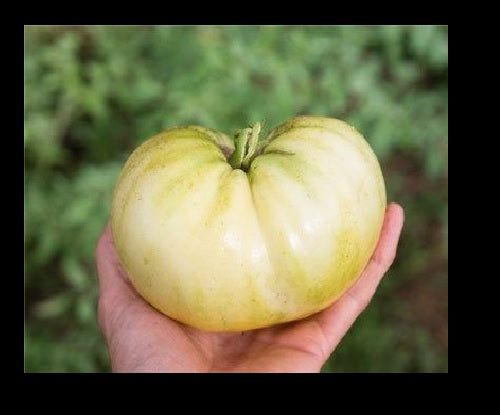 Great White Tomato 25 - 1000 Seeds Beefsteak Creamy Low Acid! Heirloom Beautiful color