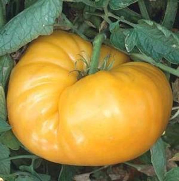 Kentucky Beefsteak Tomato 30 - 2000 Seeds Orange fruit up to 2+ lbs! rare Heirloom