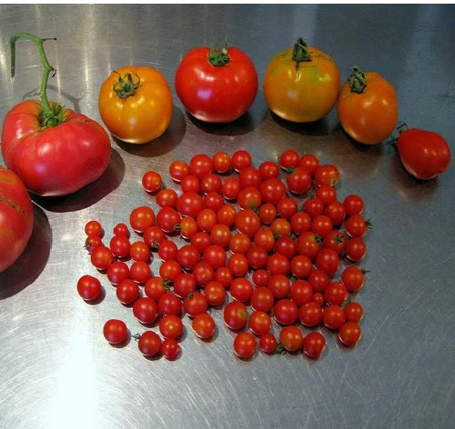 World's Smallest Tomato 25 - 2000 Seeds - Dwarf Red Currant Productive heirloom