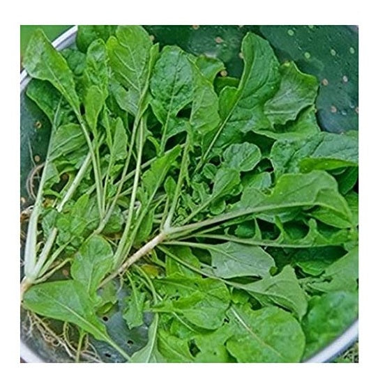 Turnip Seven Tops 500 - 2000 Seeds Heirloom Fast growing Greens Cold Hardy