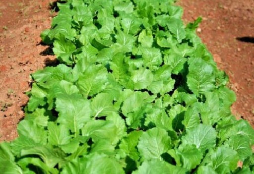 Turnip Seven Tops 500 - 2000 Seeds Heirloom Fast growing Greens Cold Hardy