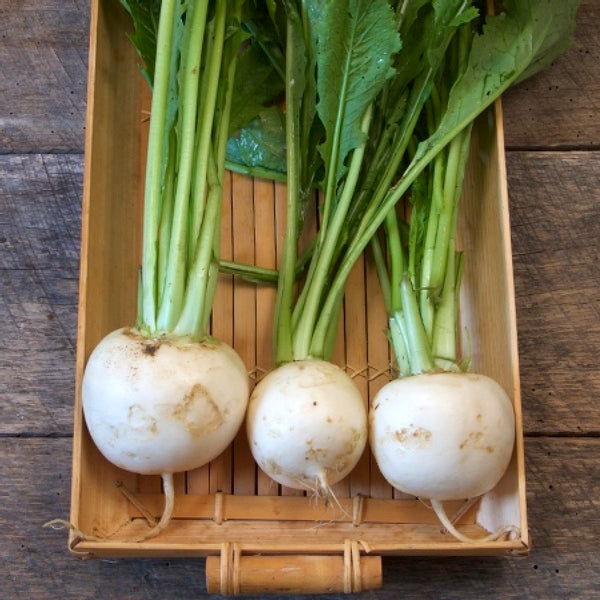 Turnip 500 - 50K Seeds Shogoin Japanese White Hakurei Asian Vegetable Plant
