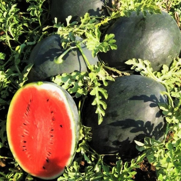 Black Diamond Watermelon 10 - 300 Seeds Tough rind! Large fruits! up to 125 lbs!