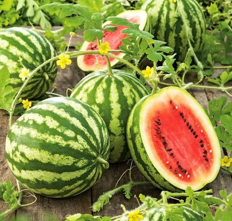 25 Seeds Crimson Sweet Watermelon Red Heirloom great producer 25 lbs Fruit