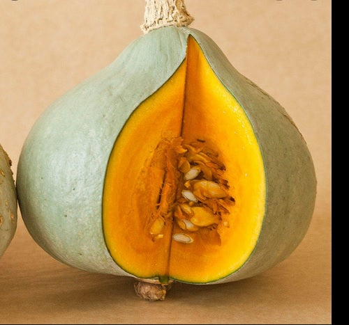 Blue Hubbard Winter Squash 10 - 400 Seeds New England Heirloom HUGE 15 - 40 lbs!