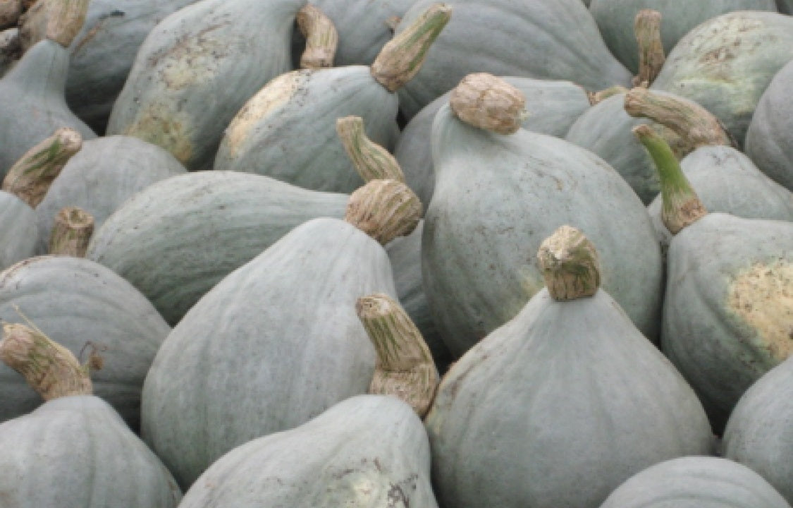Blue Hubbard Winter Squash 10 - 400 Seeds New England Heirloom HUGE 15 - 40 lbs!