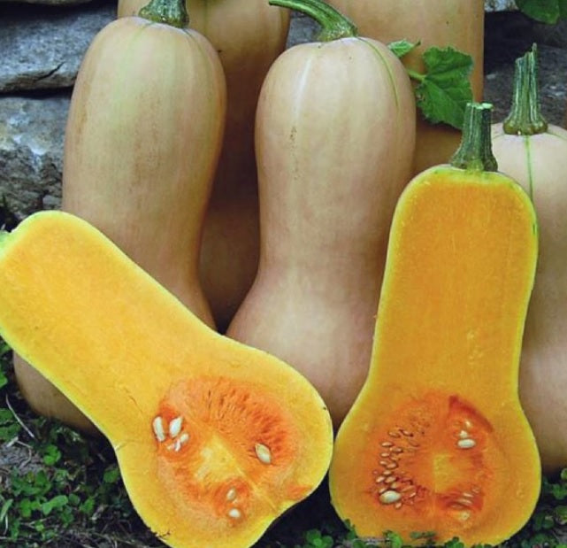 Waltham Butternut Winter Squash 15 - 200 SEEDS Heirloom Classic Favorite Summer