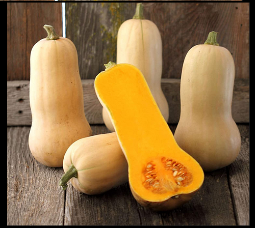 Waltham Butternut Winter Squash 15 - 200 SEEDS Heirloom Classic Favorite Summer