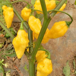 Yellow Boom 10 seeds Super Hot Chili pepper RARE Scotch Bonnet type Fruity