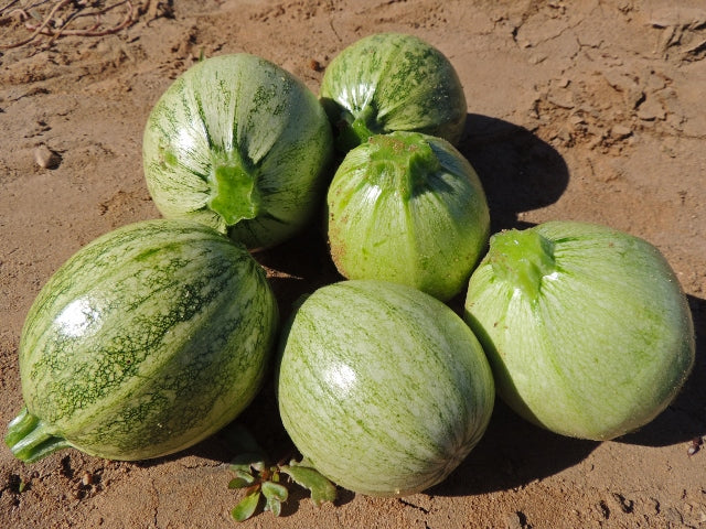 Zucchini ROUND 20 - 200 Seeds  summer squash unique garden heirloom casserole gourd
